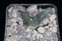 Ariocarpus retusus PD 62.jpg