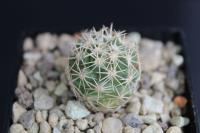 Coryphantha difficilis PD 141.jpg
