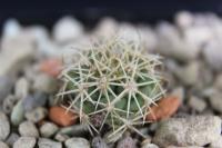 Coryphantha kracikii PD 25.jpg