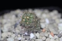 Coryphantha ottonis PD 93.jpg