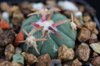 Echinocactus  horizonthalonius PD 1.jpg
