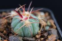 Echinocactus  horizonthalonius PD 112.jpg
