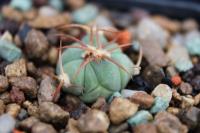 Echinocactus  horizonthalonius PD 20.jpg