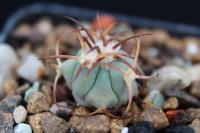 Echinocactus  horizonthalonius PD 24.jpg