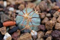 Echinocactus  horizonthalonius PD 39.jpg