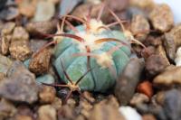 Echinocactus  horizonthalonius PD 41.jpg