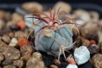 Echinocactus  horizonthalonius PD 47.jpg