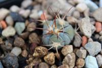 Echinocactus  horizonthalonius PD 55.jpg
