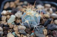 Echinocactus  horizonthalonius PD 69.jpg