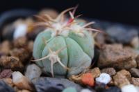 Echinocactus  horizonthalonius PD 82.jpg