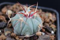 Echinocactus  horizonthalonius PD 95.jpg