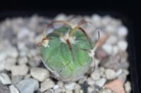 Echinocactus horizonthalonius PD 100.jpg