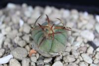 Echinocactus horizonthalonius PD 104.jpg