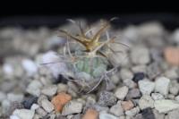 Echinocactus horizonthalonius PD 105.jpg