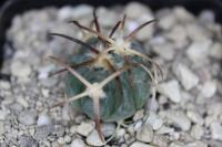 Echinocactus horizonthalonius PD 108.jpg