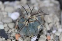 Echinocactus horizonthalonius PD 109.jpg