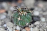Echinocactus horizonthalonius PD 116.jpg
