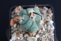 Echinocactus horizonthalonius PD 117.jpg