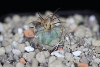 Echinocactus horizonthalonius PD 118.jpg