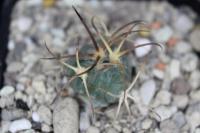 Echinocactus horizonthalonius PD 133.jpg