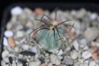 Echinocactus horizonthalonius PD 143.jpg.jpg