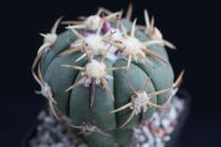 Echinocactus horizonthalonius PD 148 G.jpg
