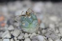 Echinocactus horizonthalonius PD 18.jpg
