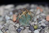 Echinocactus horizonthalonius PD 22.jpg