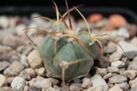 Echinocactus horizonthalonius PD 23.jpg