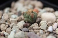 Echinocactus horizonthalonius PD 3.jpg