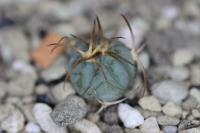 Echinocactus horizonthalonius PD 31.jpg