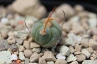 Echinocactus horizonthalonius PD 33.jpg