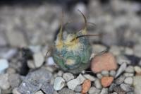 Echinocactus horizonthalonius PD 35.jpg