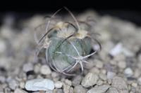 Echinocactus horizonthalonius PD 38.jpg