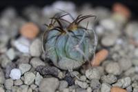 Echinocactus horizonthalonius PD 42.jpg