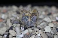 Echinocactus horizonthalonius PD 65.jpg