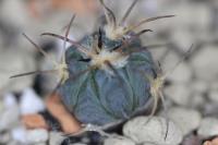 Echinocactus horizonthalonius PD 70.jpg