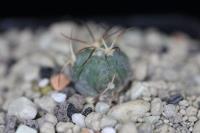 Echinocactus horizonthalonius PD 74.jpg