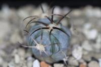 Echinocactus horizonthalonius PD 84.jpg