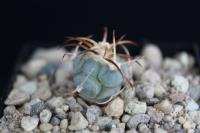 Echinocactus horizonthalonius PD 85.jpg