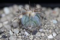 Echinocactus horizonthalonius PD 87.jpg
