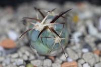 Echinocactus horizonthalonius PD 89.jpg