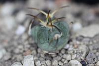 Echinocactus horizonthalonius PD 90.jpg