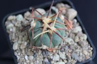 Echinocactus horizonthalonius PD 96.jpg