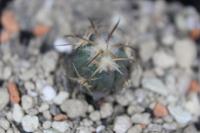 Echinocactus horizonthalonius PD 97.jpg