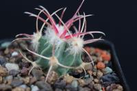Echinocactus parryi PD 32.jpg