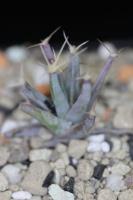 Leuchtenbergia principis PD 83.jpg