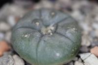 Lophophora williamsii PD 77.jpg
