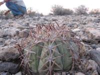 PD 99 Cerro Bola.JPG