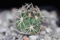 Thelocactus bicolor ssp. heterochromus PD 121.jpg